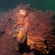 A regular giant Pacific octopus. Photo Courtesy Kirt L. Onthank